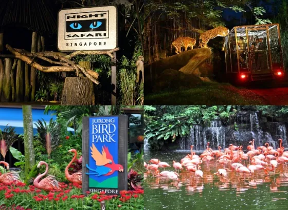 Singapore Singapore Zoo + Night Safari 1 collage_fotor