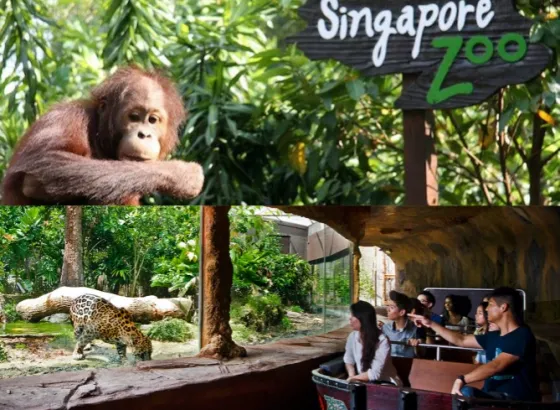 Singapore Singapore Zoo + River Safari 1 collage_fotor